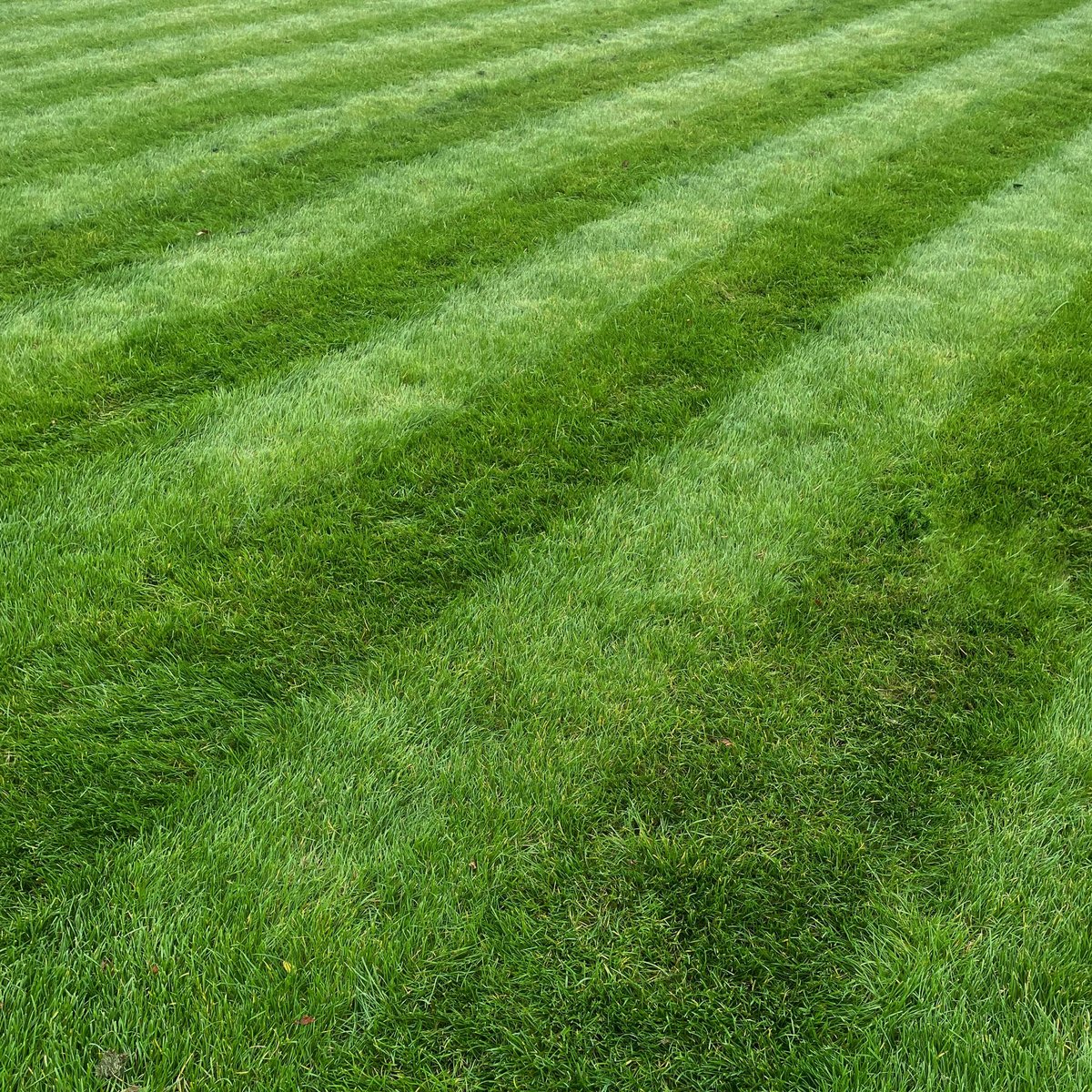 Professional lawn with clean stripes and well-maintained edges in Coral Springs