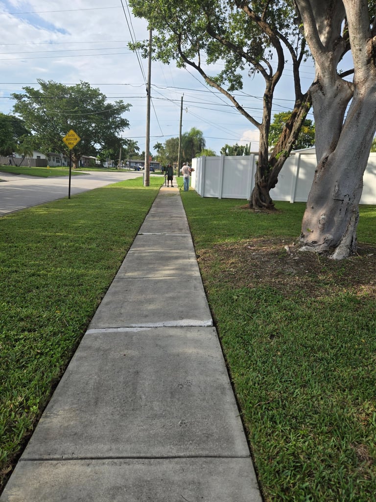 Concrete sidewalk running through a residential street lined with large shade trees and green grass